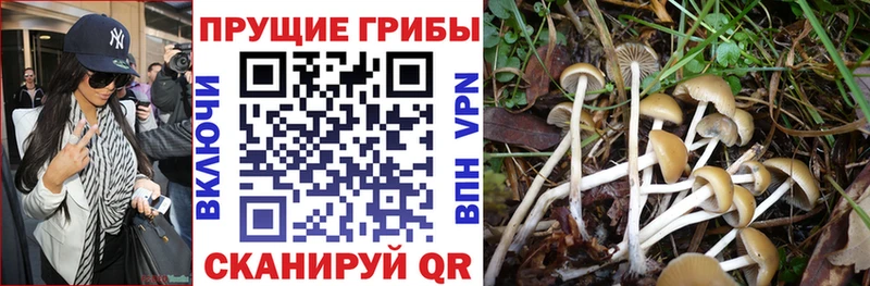 kraken сайт  где купить   Кирово-Чепецк  Псилоцибиновые грибы мицелий 
